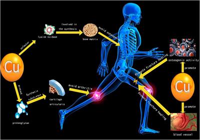 Copper regulation of immune response and potential implications for treating orthopedic disorders